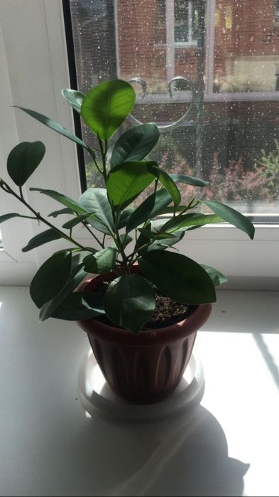 Продам комнатные цветы