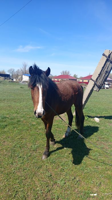 Продали кобылку 3 летка