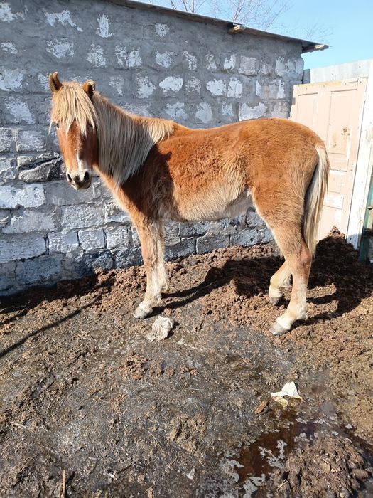 Продам жеребчиков