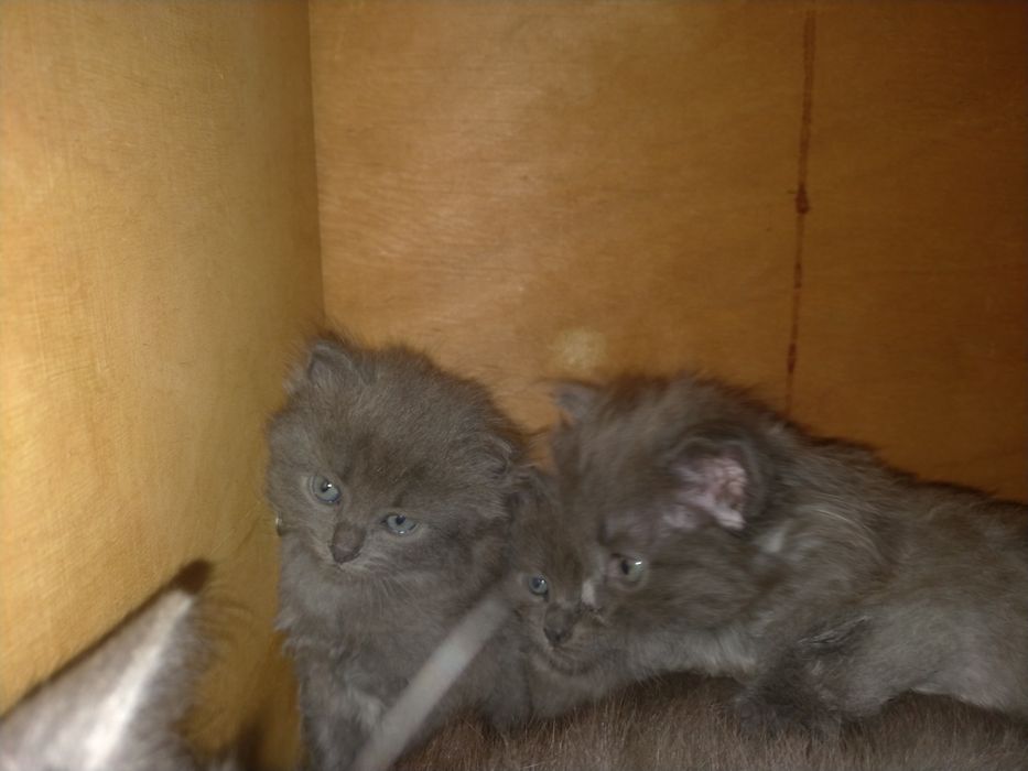 Отдам милых котят в добрые руки.