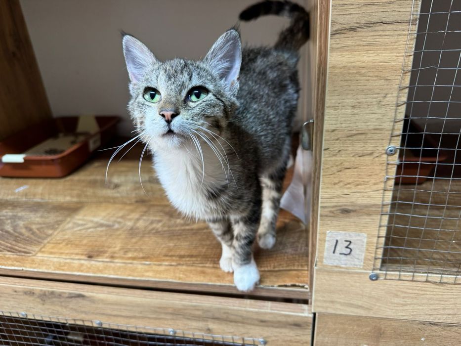 Котенок девочка 6 месяцев ищет дом!!!