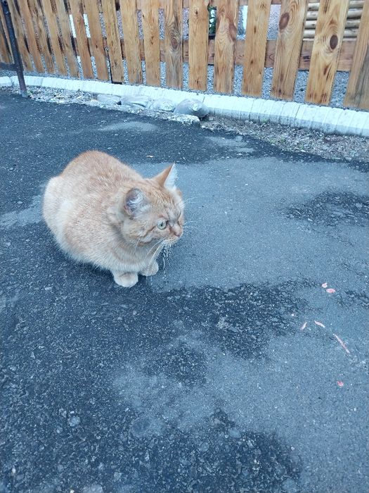 Рыжая кошечка ищет дом