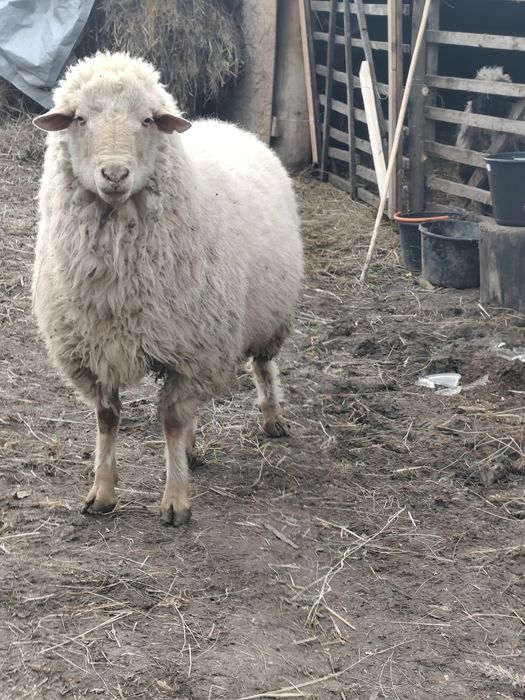 Berbec tigaie ruginie talie mare