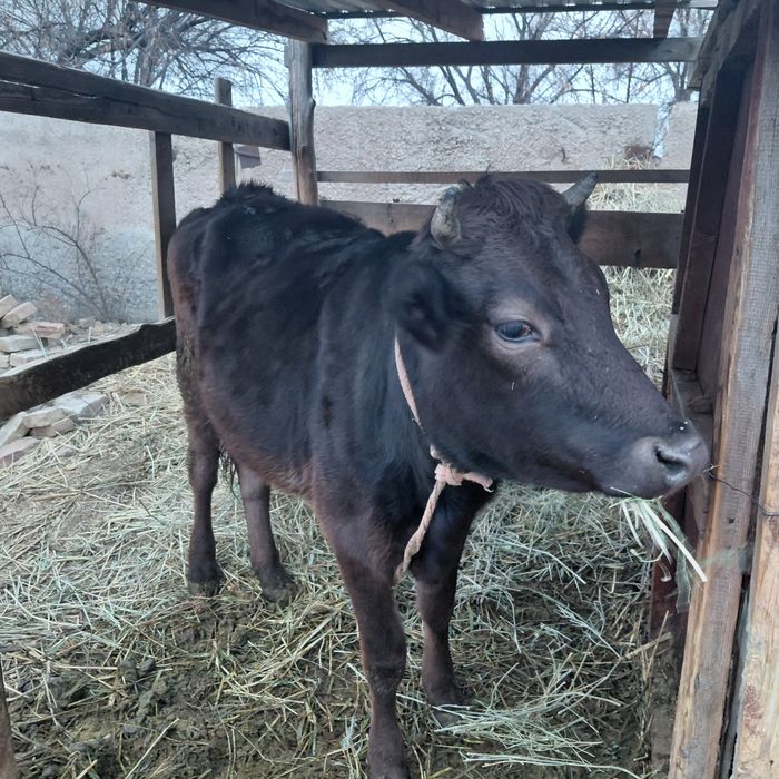 Не стельная тёлка