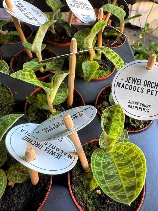 Драгоценная орхидея