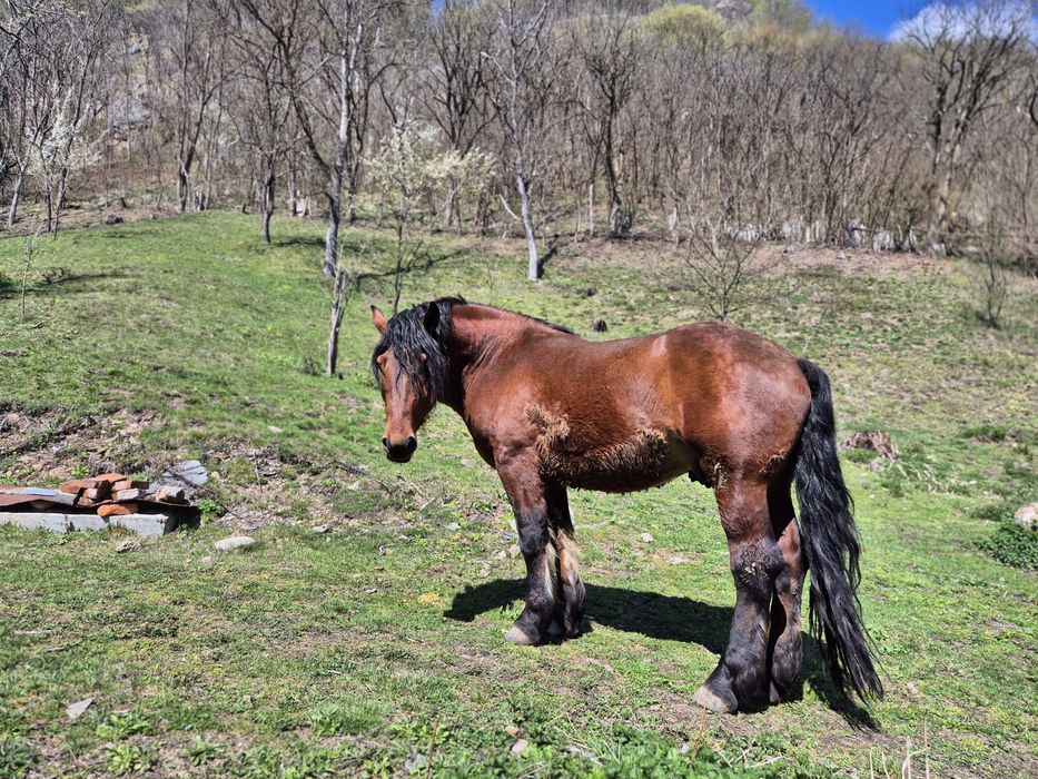 Vând armasar de 4 ani greu