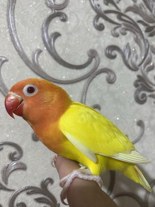 Ручной попугай неразлучник