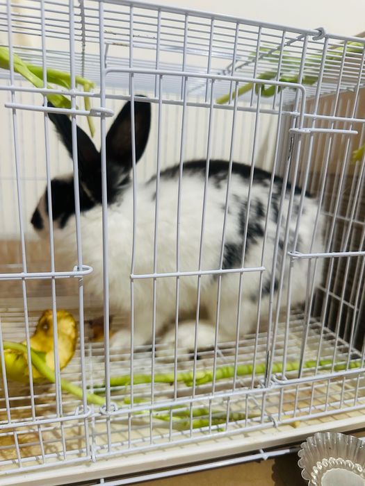 Продам кролика зайчика