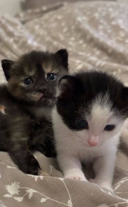Домашние котята в добрые руки