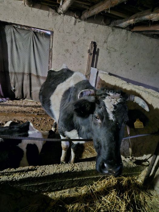 Сиыр сатылады.Дені сау жас мал