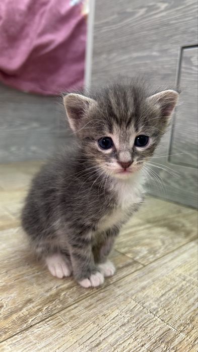 Котята ищут любящий дом