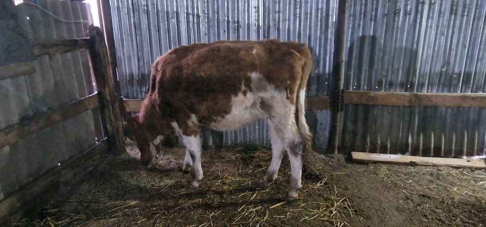 Симентал сиыр қашар сатылады