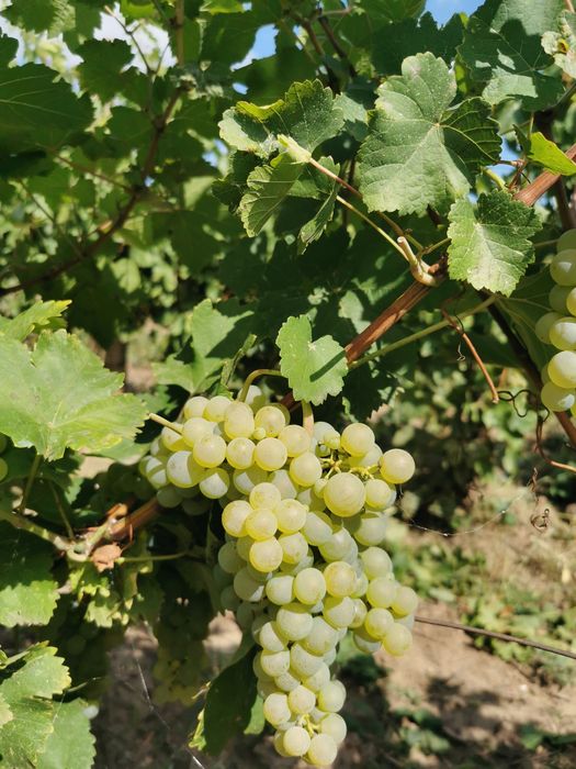 Struguri feteasca regală