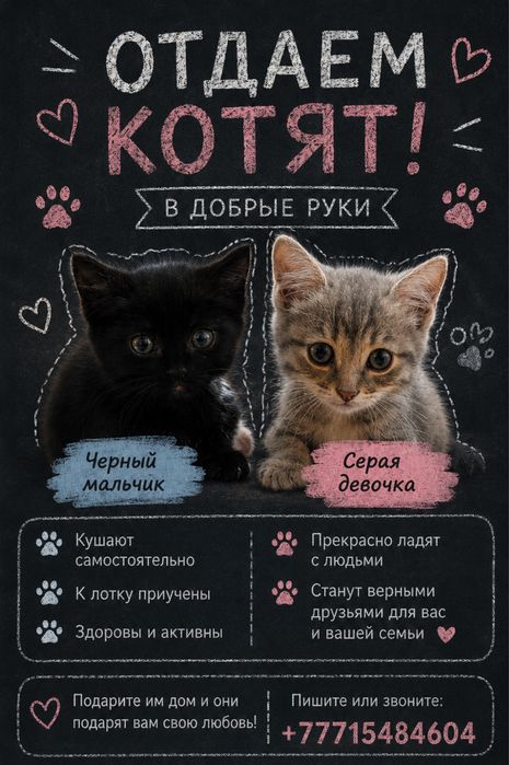 Отдаем котят в добрые руки