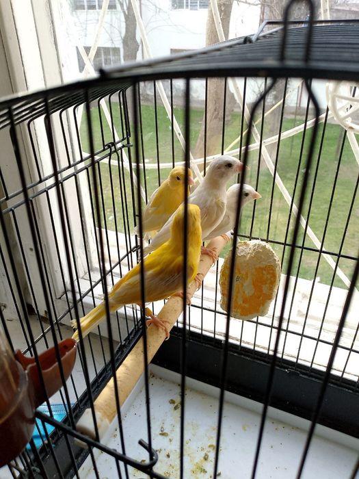 Канарекалар сотилади