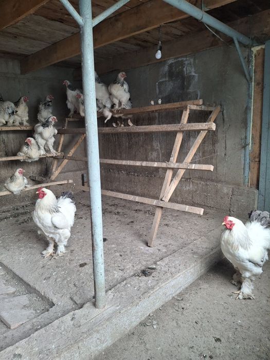 Продажа брамо светлый