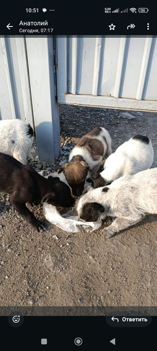 Двухмесячные щенки в добрые руки.