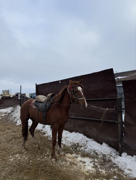 Донен жаксы Айғыр