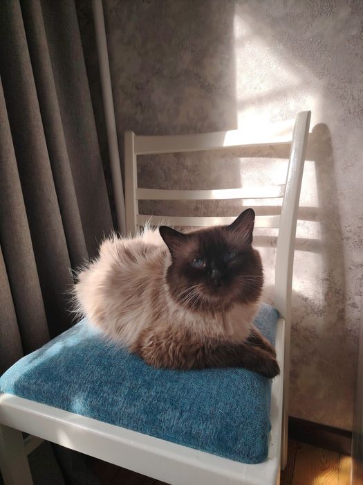 Опытный сиамский кот на вязку