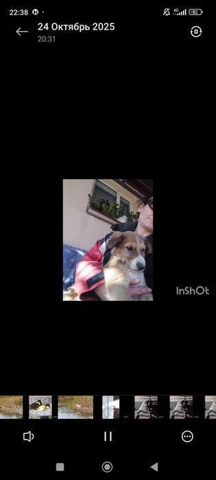 Передержка собак