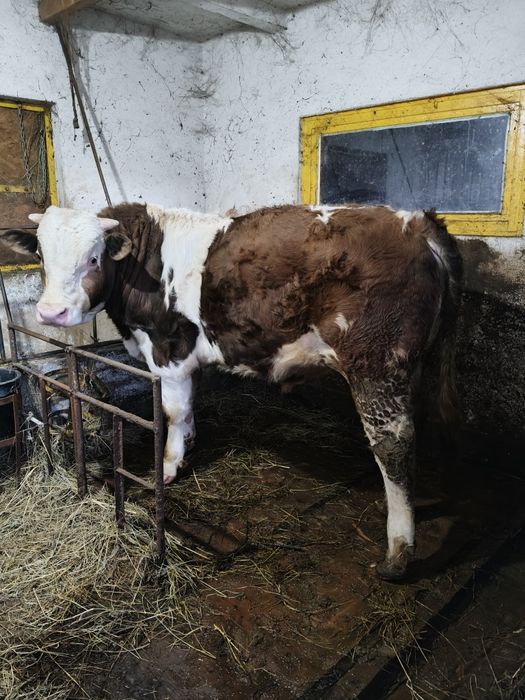 Vițel bălțată românească