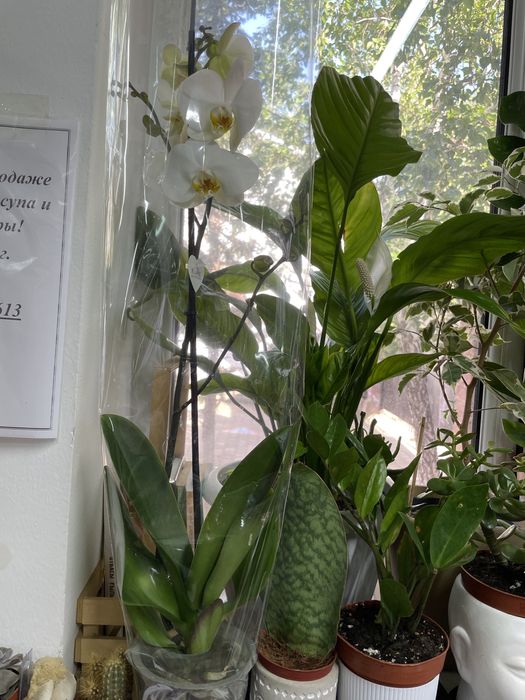 Красивая орхидея вместо букета