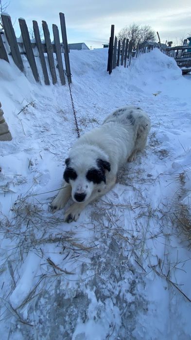 Тобет кушик сатылады 7 айлык арлан