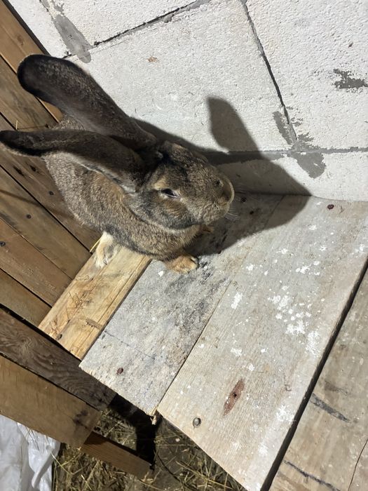 Vand iepuroi urias german