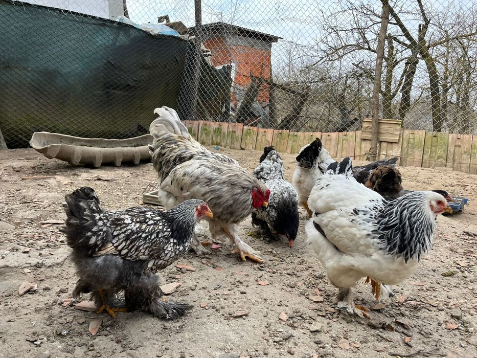 Cocoș    și puicuțe brahman  9 buc