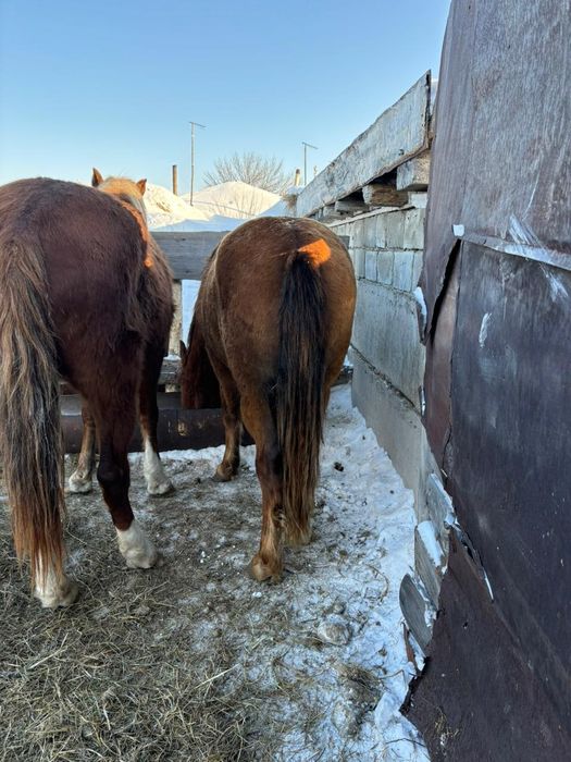 Продам жеребцов.