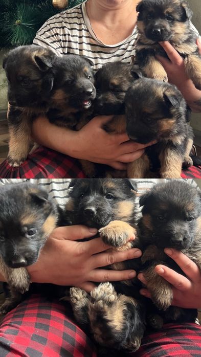 Щенки немецкой овчарки