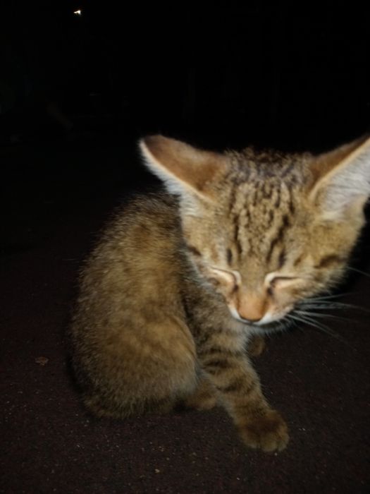Отдам котята в хорошие руки!!!