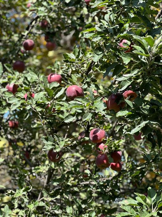 Услуги садовника