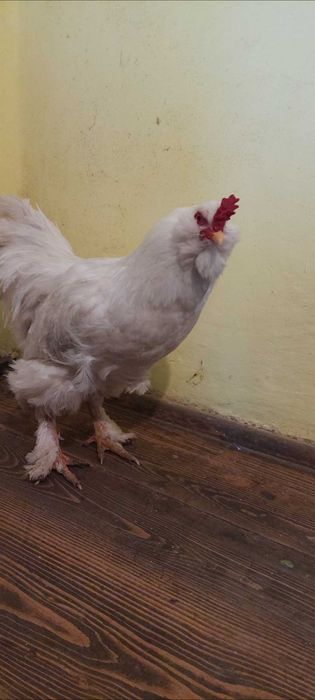 Araucana alb pereche.