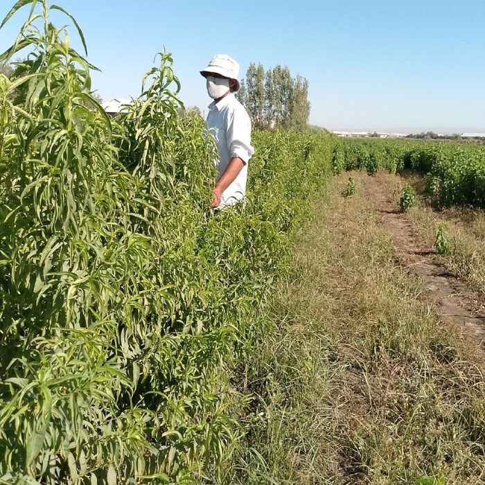 Клён кучати, Klyon kuchati