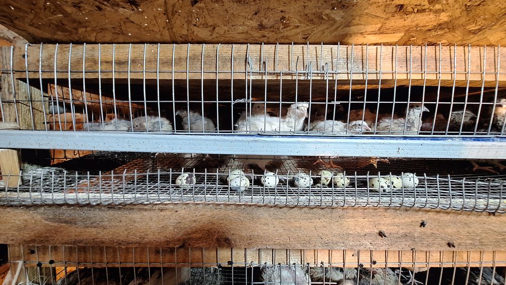 Перепелиные яйца