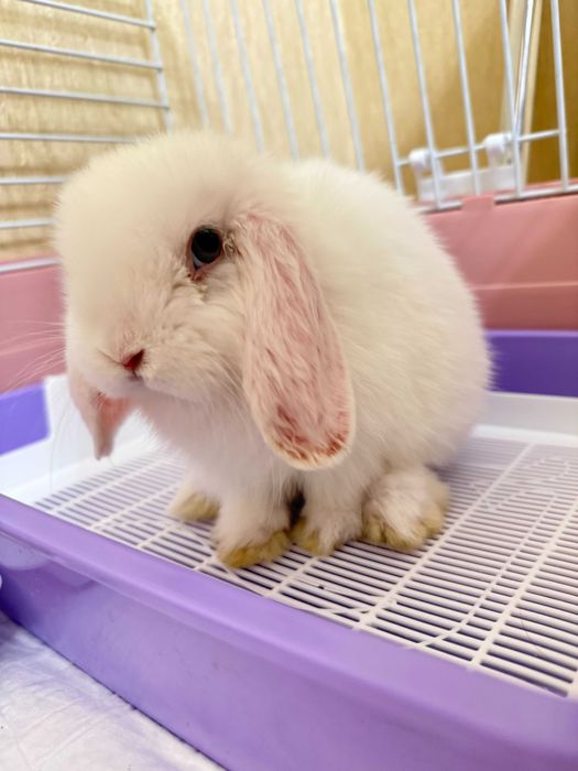 Кролики (нидерландский карликовый кролик) от заводчика, привитые