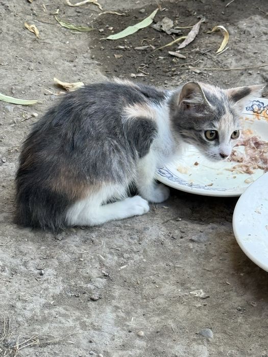 Отдаю в хорошие руки