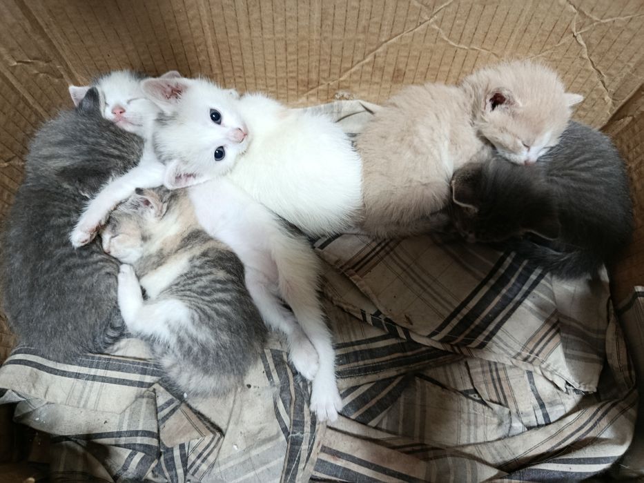 Отдам котят бесплатно