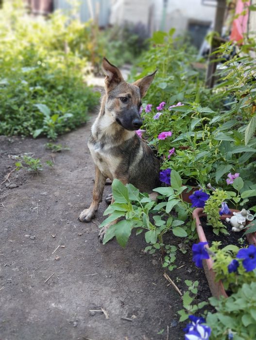 Отдам двух щенков