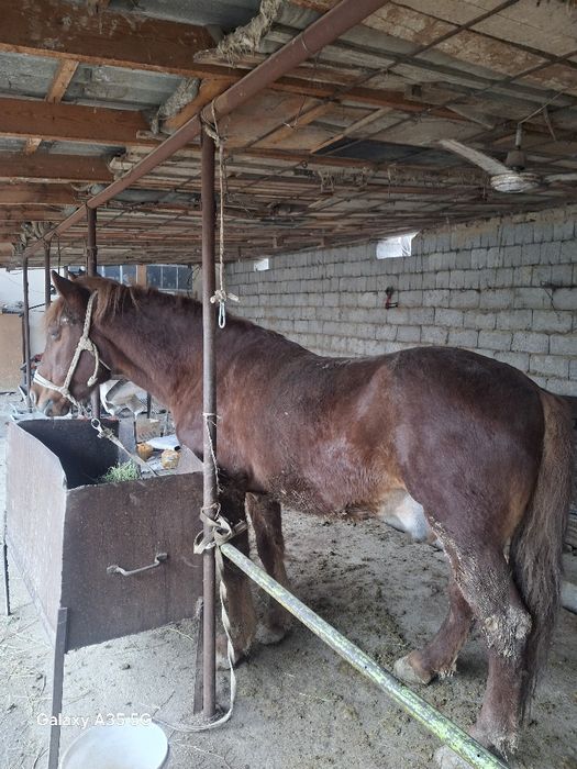 Айғыр сатылады срочно ақша керек