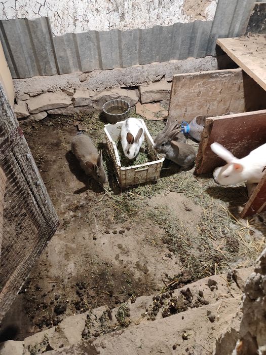 Продам крольчат . Порода крупная.