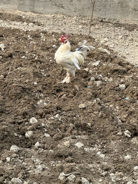 Xo’roz zotini aniq bilmayman