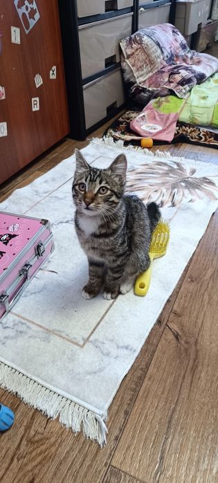 Отдадим котёнка,в хорошие руки