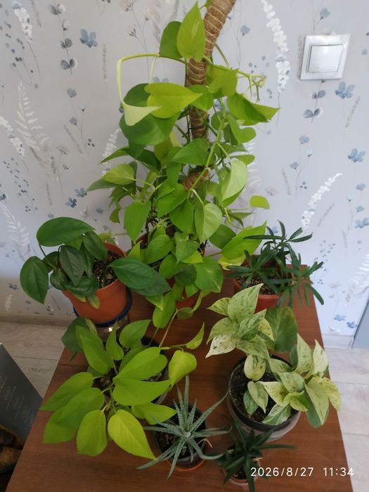 Продам комнатные цветы