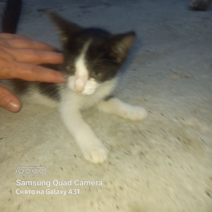 Котята домашние.