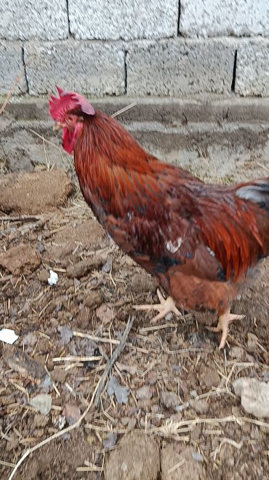 Корея Хан ҳеяп хўрозлар