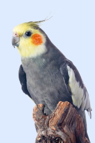 Кареллы разного окрасса