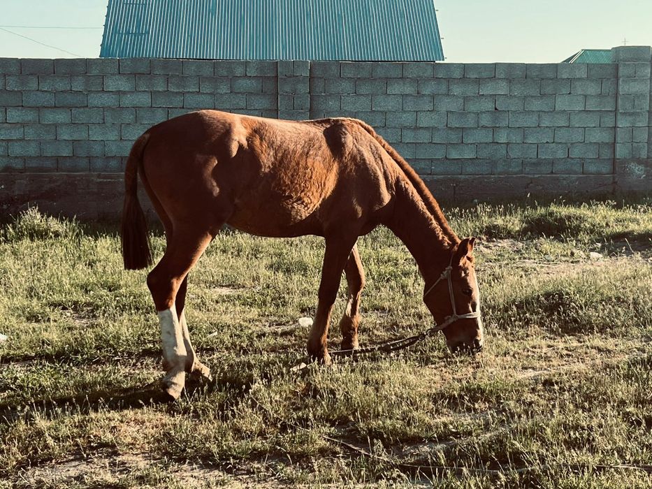 Екі жасар тай сатылады.