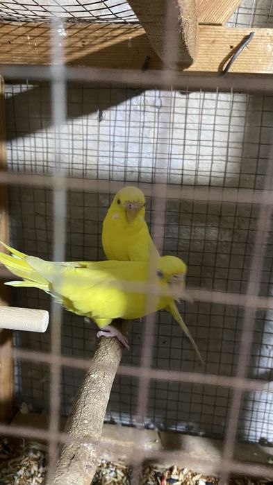 Valnisti to’tilar sotilad